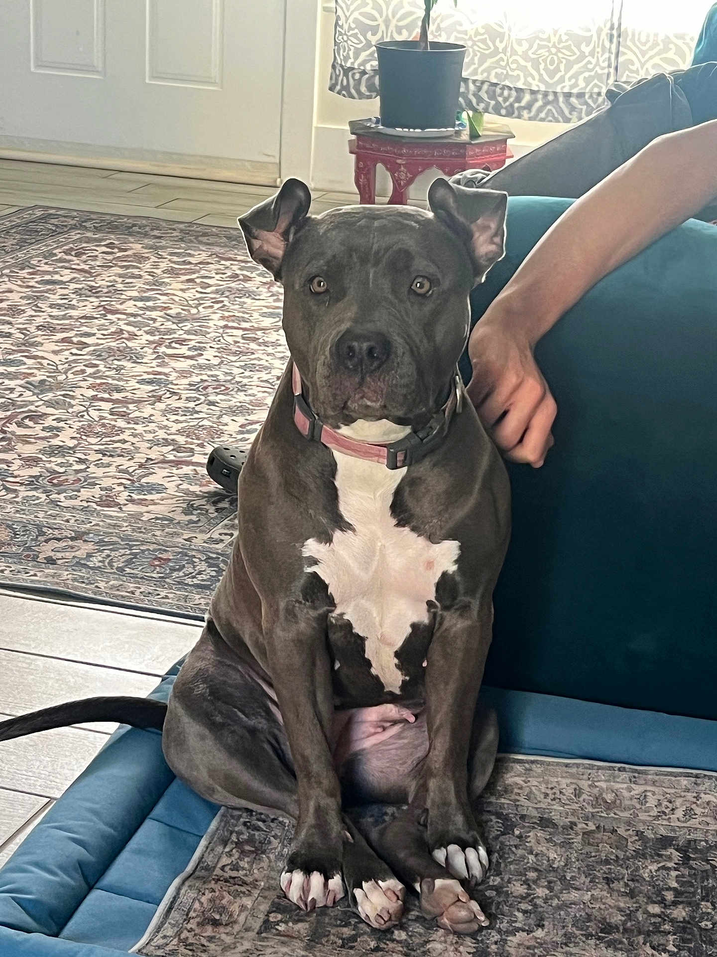 Luna joined the competition — help win amazing prizes! dog, pit_bull, indoor, carpet, rug, dog_bed, sofa, human_arm, plant, curtain, table, floor, pet, animal, collar, paw, sitting, looking, domestic, cozy