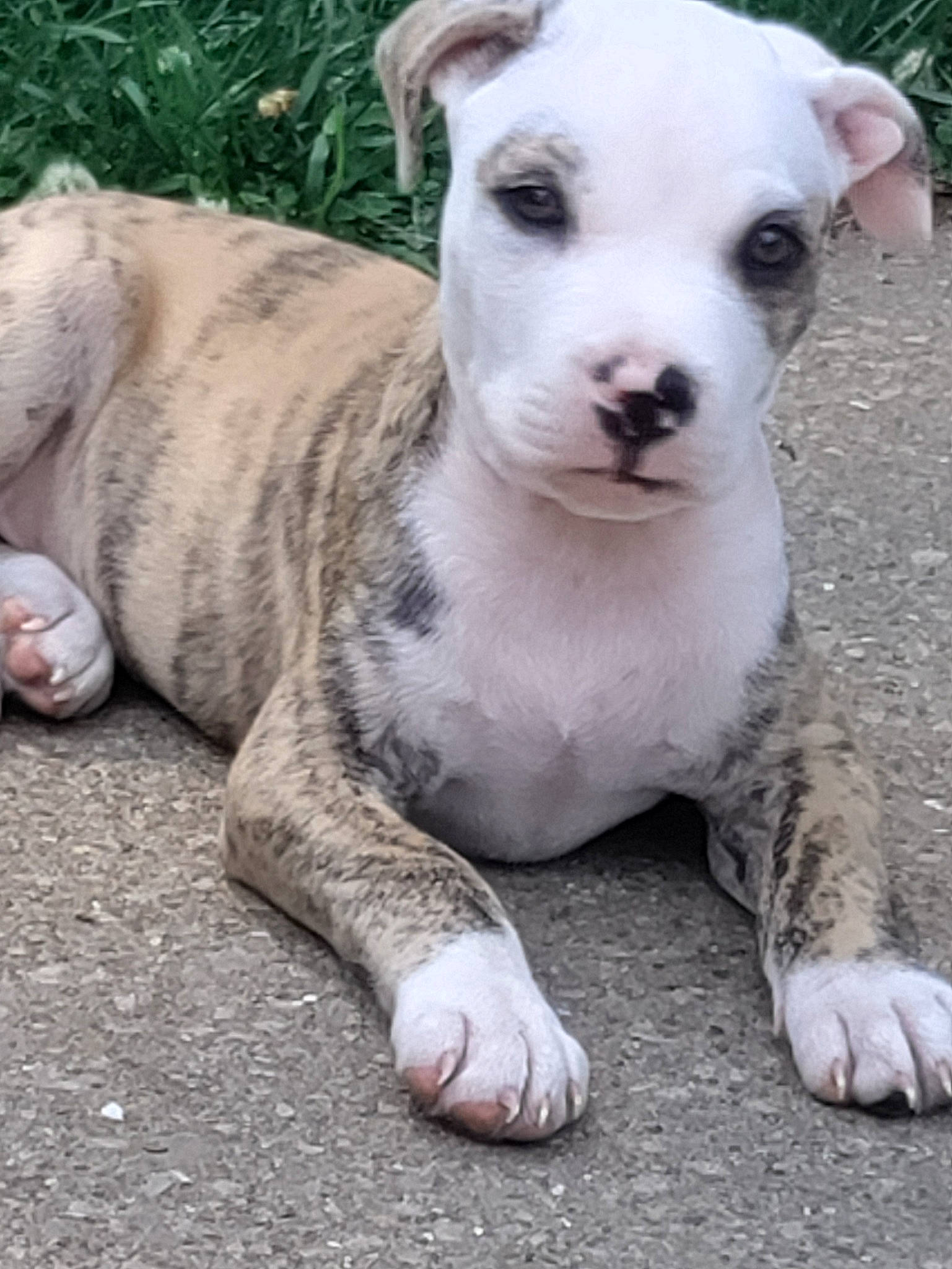 Zues joined the competition — help win amazing prizes! ancient_dog_breeds, carnivore, collar, companion_dog, dog, dog_breed, dog_collar, flowerpot, grass, houseplant, non_sporting_group, plant, street_dog, tail, terrestrial_animal, terrier, toy_dog, whiskers, working_animal