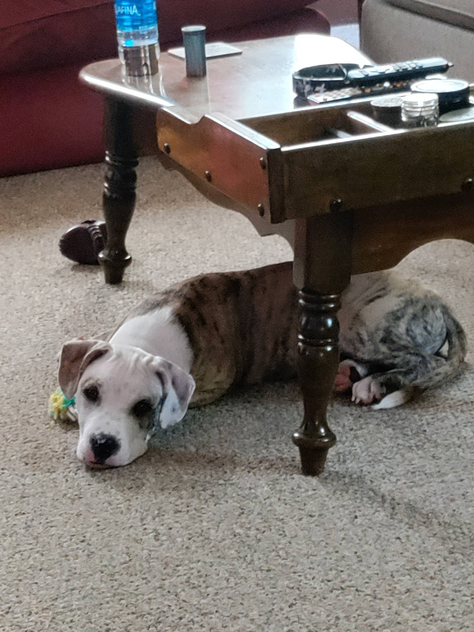 Zues is registered to the contest to win money with this photo: bottle, carnivore, collar, companion_dog, desk, dog, dog_breed, fawn, floor, flooring, furniture, hardwood, pet_supply, snout, sporting_group, table, tail, vertebrate, water_bottle, working_animal