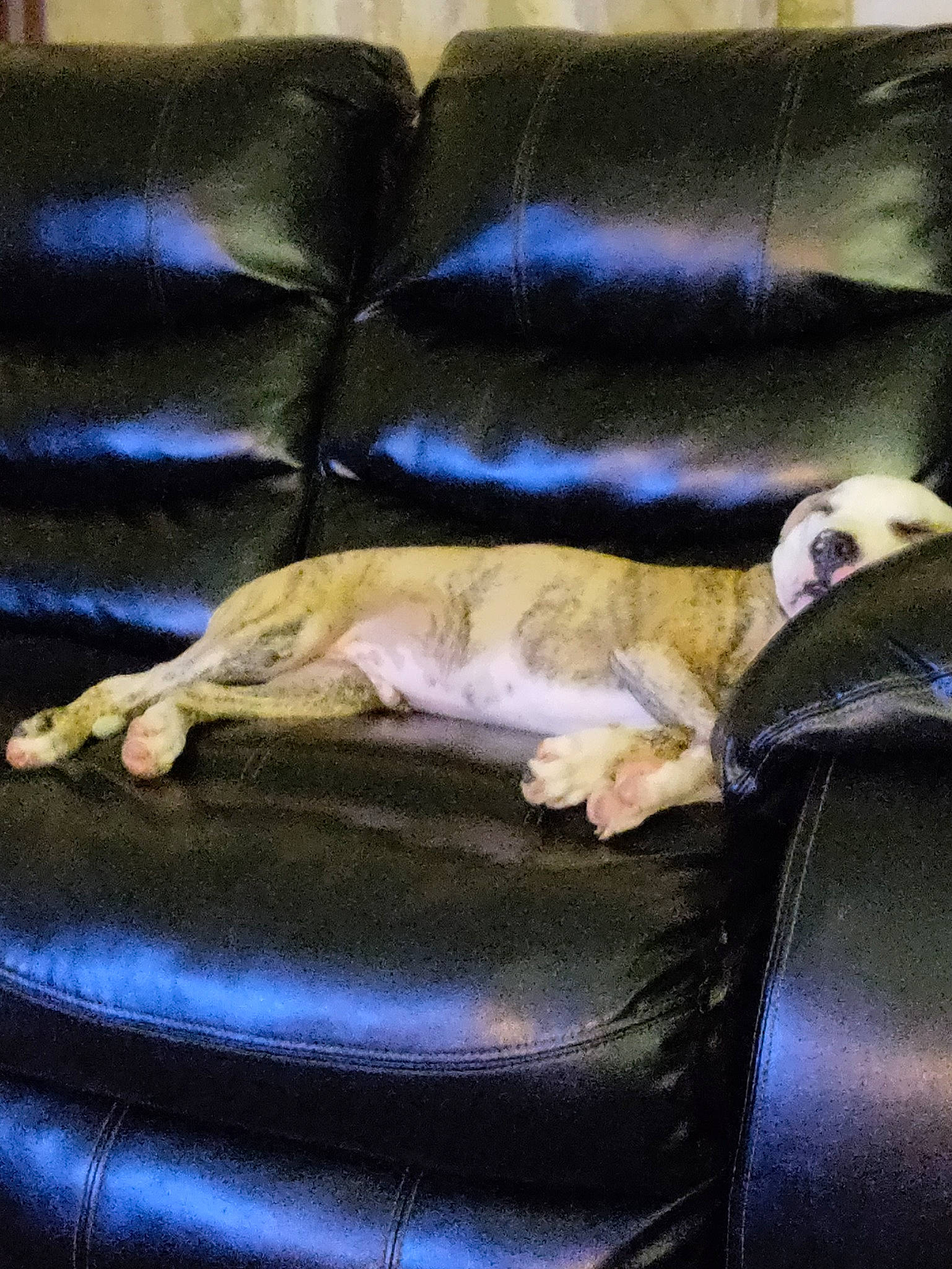 Zues joined the competition — help win amazing prizes! armrest, auto_part, bag, carnivore, cat, comfort, companion_dog, couch, dog_breed, electric_blue, felidae, fur, hardwood, linens, room, small_to_medium_sized_cats, tail, tints_and_shades, whiskers, wood