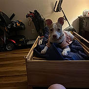 Lotus is registered to the contest to win money with this photo: dog, pet, indoor, wooden_bed, blanket, furniture, floor, human_leg, exercise_equipment, chair, wall, lighting, room, clothing, dog_outfit, ears, flooring, relaxation, domestic, cozy