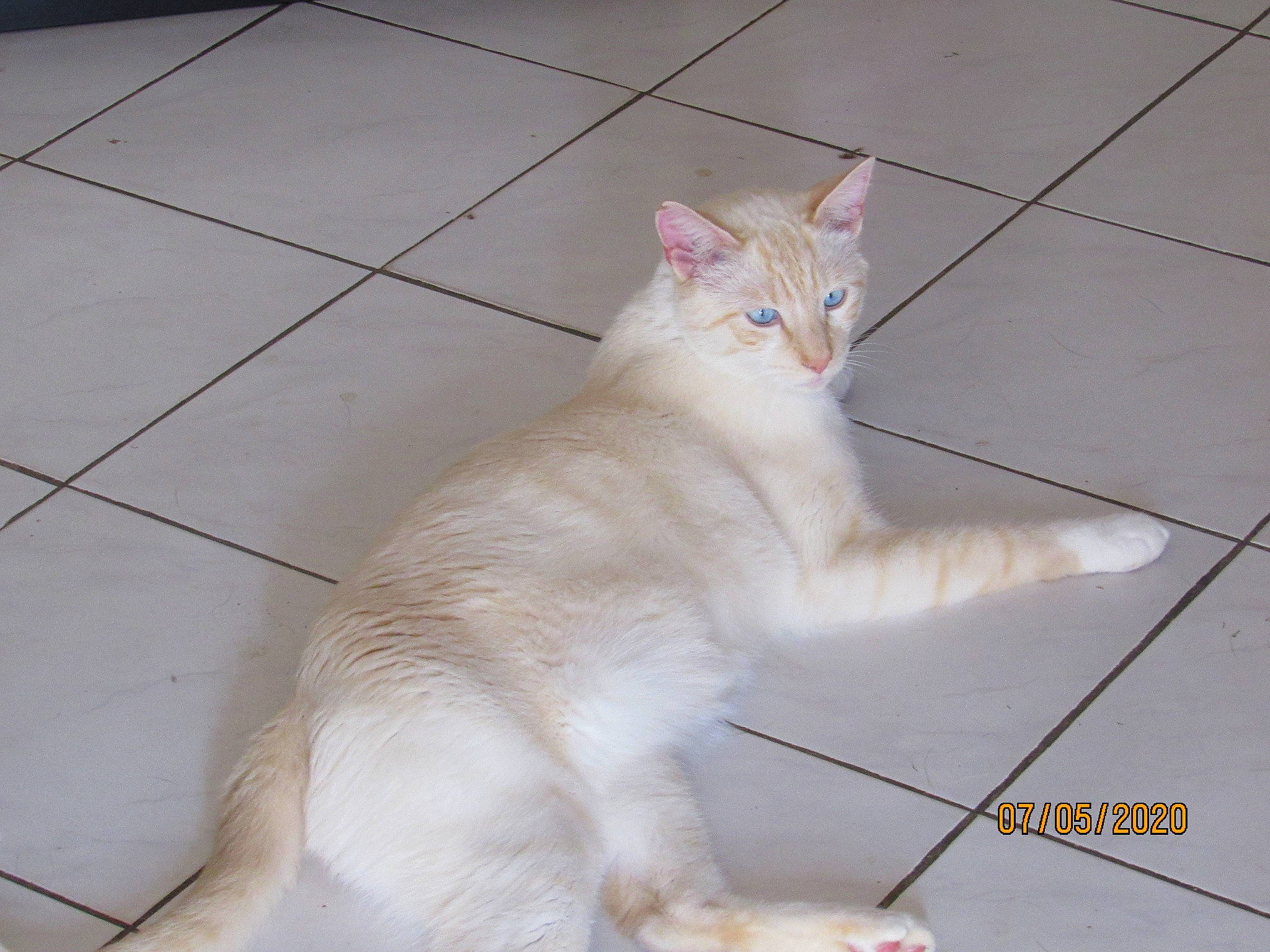 O&#x27;Malley a rejoint le concours — aidez-le/la à gagner de superbes lots ! aegean_cat, arabian_mau, asian, carnivore, cat, colorpoint_shorthair, domestic_short_haired_cat, european_shorthair, fawn, felidae, javanese, khao_manee, mammal, polydactyl_cat, small_to_medium_sized_cats, tail, turkish_angora, turkish_van, vertebrate, whiskers