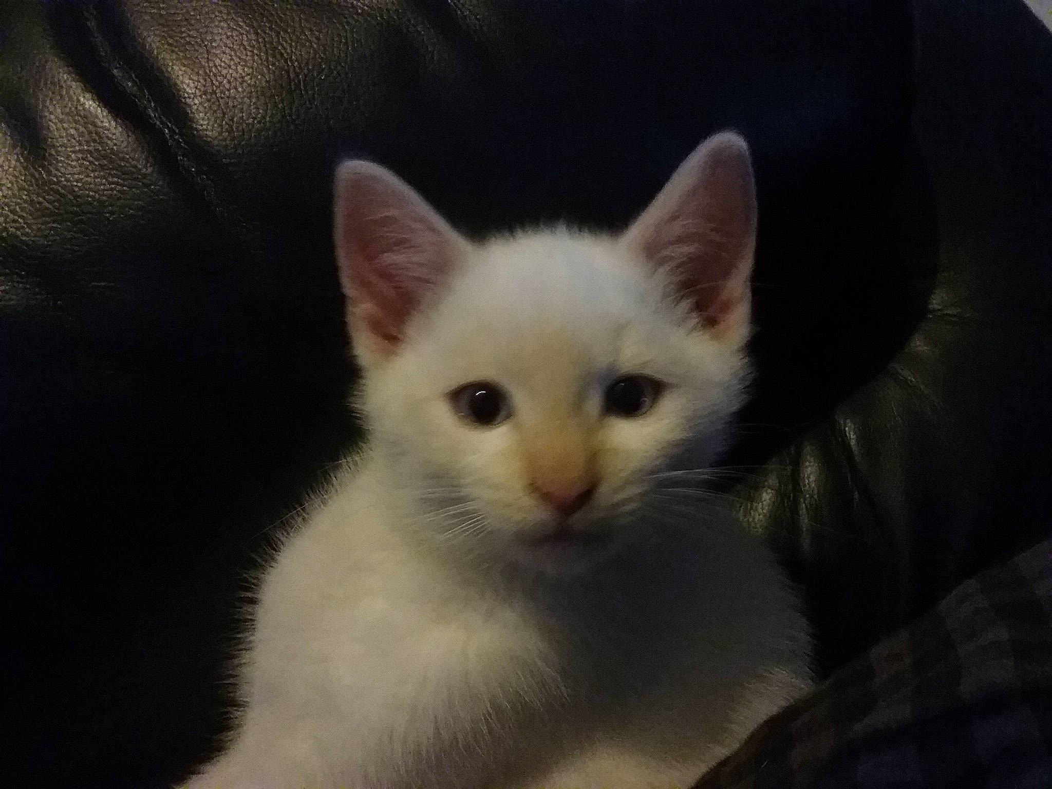 O&#x27;Malley participe au concours pour gagner de l&#x27;argent avec cette photo : aegean_cat, balinese, burmilla, cat, cat_like_mammal, domestic_long_haired_cat, domestic_short_haired_cat, european_shorthair, face, japanese_bobtail, javanese, khao_manee, kitten, person, siamese, small_to_medium_sized_cats, snout, snowshoe, turkish_angora, turkish_van