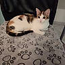 Nela participe au concours pour gagner de l'argent avec cette photo : animal, black, blanket, brown, calico_cat, cat, chair, domestic, ears, floor, furniture, indoor, lying_down, mesh_chair, paw_print, pet, relaxed, tail, tile, white