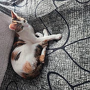 Nela a rejoint le concours — aidez-le/la à gagner de superbes lots ! animal, blanket, calico, cat, cozy, curious, cute, ears, feline, fur, home, indoor, laying, light, pattern, paw, pet, relaxed, resting, whiskers
