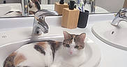 Nela participe au concours pour gagner de l'argent avec cette photo : bathroom, calico_cat, cat, clean, countertop, curled_up, cute, domestic_animal, faucet, household, indoor, mirror, pet, reflection, resting, sink, soap_dispenser, tile_wall, toothbrush, white