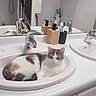 bathroom, calico_cat, cat, clean, countertop, curled_up, cute, domestic_animal, faucet, household, indoor, mirror, pet, reflection, resting, sink, soap_dispenser, tile_wall, toothbrush, white