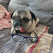 Gucci participe au concours pour gagner de l'argent avec cette photo : animal, bed, blanket, companion, cozy, cute, dog, ears, fur, glasses, home, indoor, pet, pillow, plaid, pug, resting, small_dog, snout, tongue_out