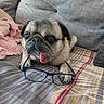 animal, bed, blanket, companion, cozy, cute, dog, ears, fur, glasses, home, indoor, pet, pillow, plaid, pug, resting, small_dog, snout, tongue_out