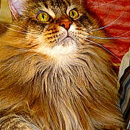 Undra a rejoint le concours — aidez-le/la à gagner de superbes lots ! animal, bed, blanket, cat, close_up, cozy, curious, cute, domestic, feline, fluffy, fur, indoor, mane, pet, portrait, relaxed, tabby, whiskers, yellow_eyes