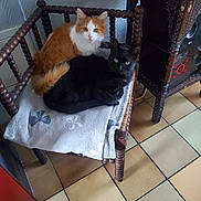 Vanille Et Chouchou a rejoint le concours — aidez-le/la à gagner de superbes lots ! cat, orange_cat, black_cat, chair, towel, wooden_furniture, floor_tiles, indoor, pets, two_animals, curious, resting, cozy, domestic, feline, animal_pair, looking_at_camera, quiet, companion, home