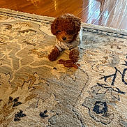 Lily is registered to the contest to win money with this photo: puppy, dog, brown, curly_fur, sweater, rug, floor, wood_floor, indoor, basket, fruit, home, pet, animal, toy, treat, cozy, small_dog, curious, cute