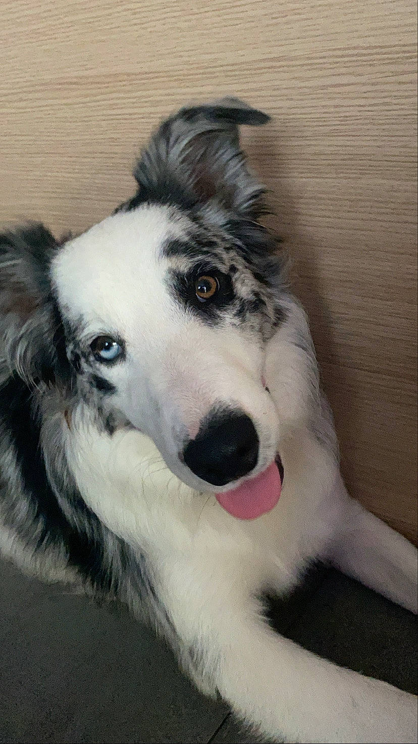 Elliott participe au concours pour gagner de l'argent avec cette photo : australian_collie, border_collie, canidae, carnivore, companion_dog, dog, dog_breed, fur, herding_dog, snout, sporting_group, terrestrial_animal, whiskers, working_dog