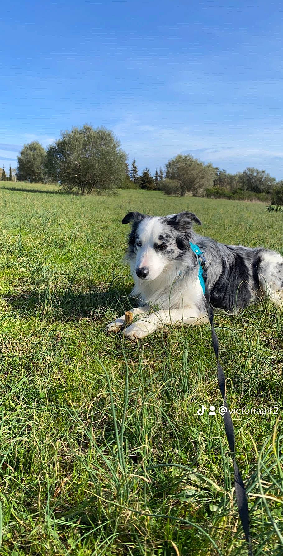 Elliott participe au concours pour gagner de l'argent avec cette photo : agriculture, canidae, carnivore, cloud, collar, companion_dog, dog, dog_breed, grass, grassland, herding_dog, natural_landscape, pasture, plant, sky, snout, sporting_group, terrestrial_animal, tree, working_animal
