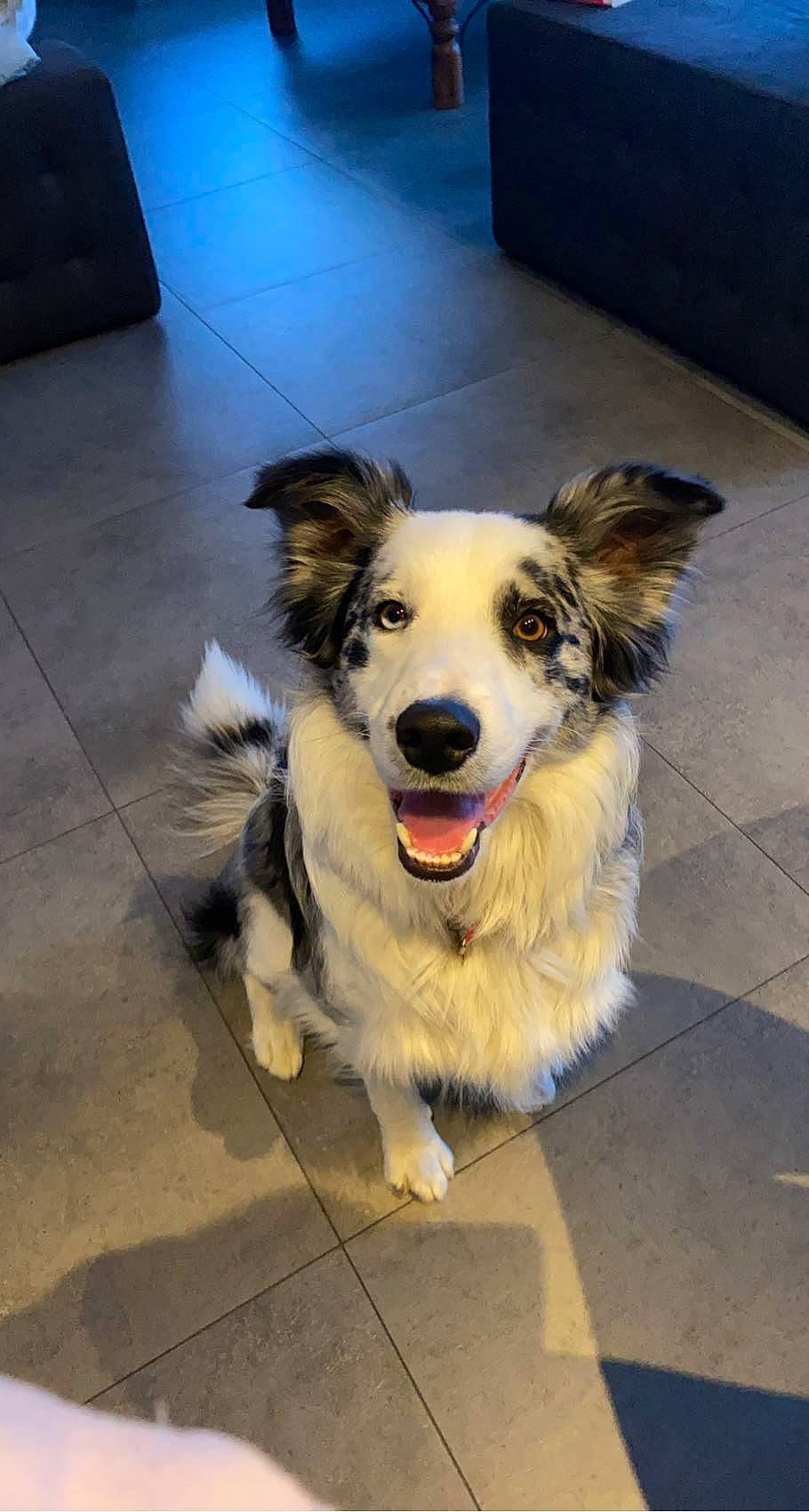 Elliott a rejoint le concours — aidez-le/la à gagner de superbes lots ! canidae, carnivore, collar, companion_dog, dog, dog_breed, dog_collar, flooring, fur, leash, paw, road_surface, shadow, sidewalk, smile, snout, sporting_group, tile_flooring, whiskers, working_dog