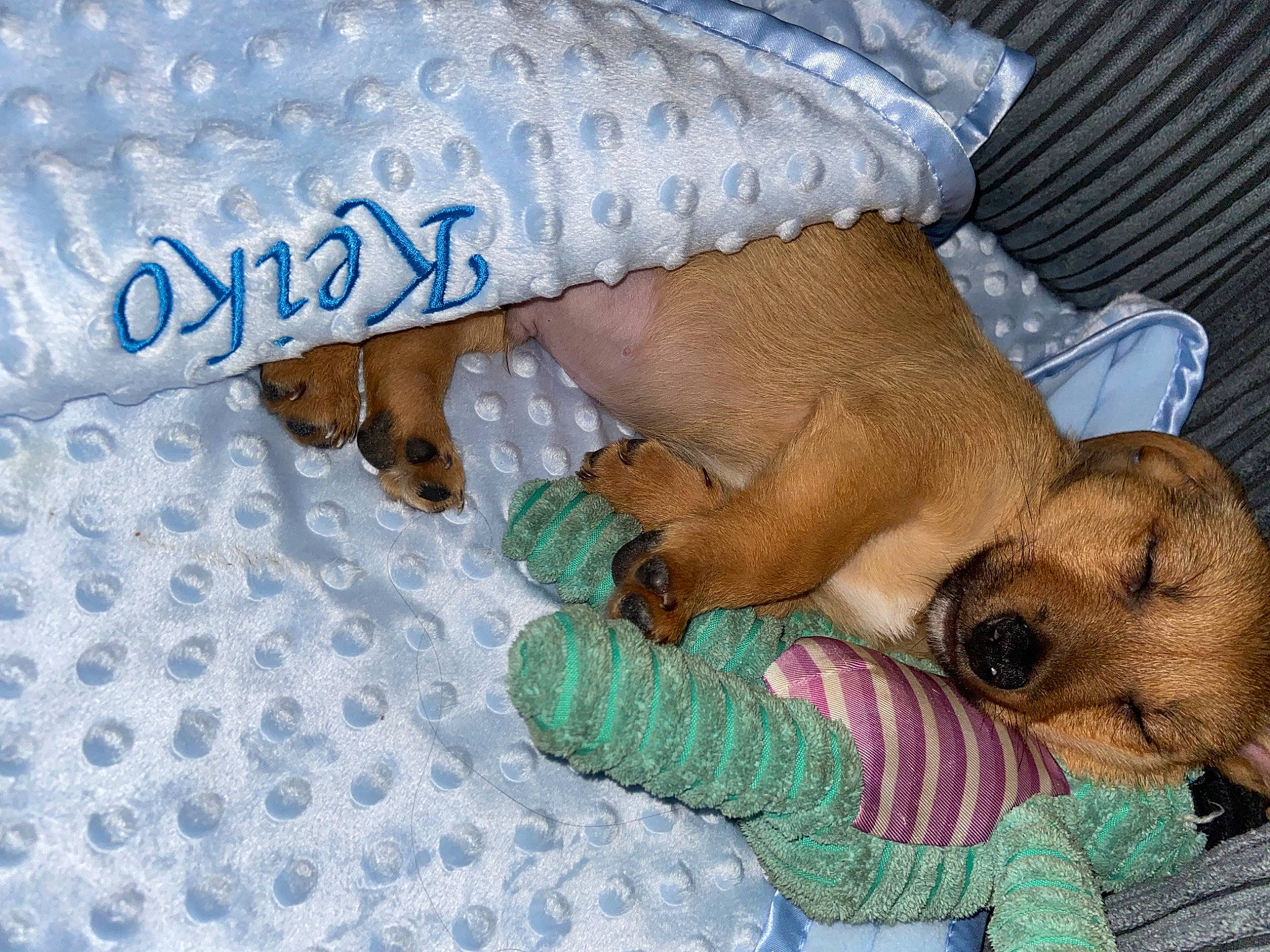 Keiko is registered to the contest to win money with this photo: canidae, carnivore, comfort, companion_dog, dog, dog_breed, dog_supply, fawn, foot, fur, human_leg, linens, liver, nap, pattern, pet_supply, sporting_group, textile, working_animal, wrist