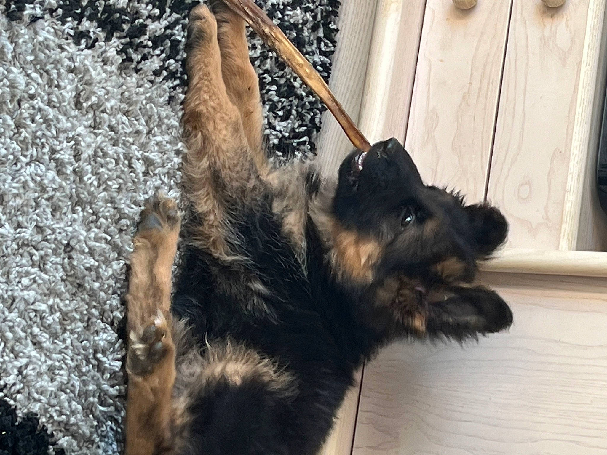 Vulcain a rejoint le concours — aidez-le/la à gagner de superbes lots ! canidae, carnivore, claw, companion_dog, dog, dog_breed, felidae, fur, liver, mammal, natural_material, paw, small_to_medium_sized_cats, sporting_group, tail, terrestrial_animal, vertebrate, window, wood, working_animal