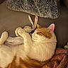 Ney participe au concours pour gagner de l'argent avec cette photo : cat, sleeping, plush_toy, couch, blanket, pillow, orange_and_white_cat, pet, cozy, indoor, relaxing, fur, animal, cute, nap, soft_toy, resting, domestic_cat, comfortable, furry