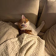 Ney a rejoint le concours — aidez-le/la à gagner de superbes lots ! cat, orange_cat, white_cat, bed, blanket, pillow, cozy, indoor, pet, feline, resting, sleepy, curious, warm_lighting, soft_texture, cute, animal, comfort, relaxation, domestic