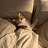 cat, orange_cat, white_cat, bed, blanket, pillow, cozy, indoor, pet, feline, resting, sleepy, curious, warm_lighting, soft_texture, cute, animal, comfort, relaxation, domestic
