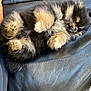 Bear is registered to the contest to win money with this photo: dog, pomeranian, puppy, sleeping, fur, paw, couch, leather, pet, small_dog, fluffy, paws_up, relaxed, nap, indoor, closeup, cute, brown_black, whiskers, nose