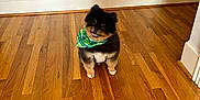 Bear is registered to the contest to win money with this photo: dog, pomeranian, bandana, green_bandana, hardwood_floor, wood_floor, white_wall, baseboard, indoor, pet, small_dog, black_fur, brown_fur, white_fur, sitting, cute, portrait, tilted_head, ears, eyes