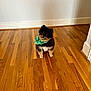 dog, pomeranian, bandana, green_bandana, hardwood_floor, wood_floor, white_wall, baseboard, indoor, pet, small_dog, black_fur, brown_fur, white_fur, sitting, cute, portrait, tilted_head, ears, eyes