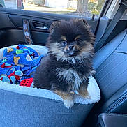 Bear is registered to the contest to win money with this photo: dog, pomeranian, puppy, pet, dog_bed, blanket, car_interior, passenger_seat, seatbelt, toy, fluffy, black_and_tan, fur, small_dog, window, house_outside, trees, cute, portrait, sitting
