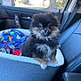dog, pomeranian, puppy, pet, dog_bed, blanket, car_interior, passenger_seat, seatbelt, toy, fluffy, black_and_tan, fur, small_dog, window, house_outside, trees, cute, portrait, sitting