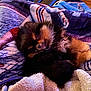 Bear is registered to the contest to win money with this photo: dog, pomeranian, puppy, sleeping, blanket, fur, cozy, nap, cute, pet, animal, indoors, portrait, close_up, fluffy, black_and_tan, paws, nose, soft, cuddle