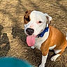 animal, bow_tie, brown, canine, closeup, collar, cute, dog, dry_grass, ears, friendly, happy, looking_up, outdoor, pet, playful, sitting, sunlight, tongue_out, white