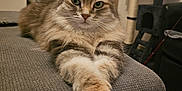 Choupie participe au concours pour gagner de l'argent avec cette photo : cat, fluffy, indoor, furniture, relaxed, paws, gray, texture, looking, pet, animal, home, cozy, mammal, whiskers, ears, eyes, resting, household, feline