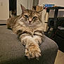 cat, fluffy, indoor, furniture, relaxed, paws, gray, texture, looking, pet, animal, home, cozy, mammal, whiskers, ears, eyes, resting, household, feline