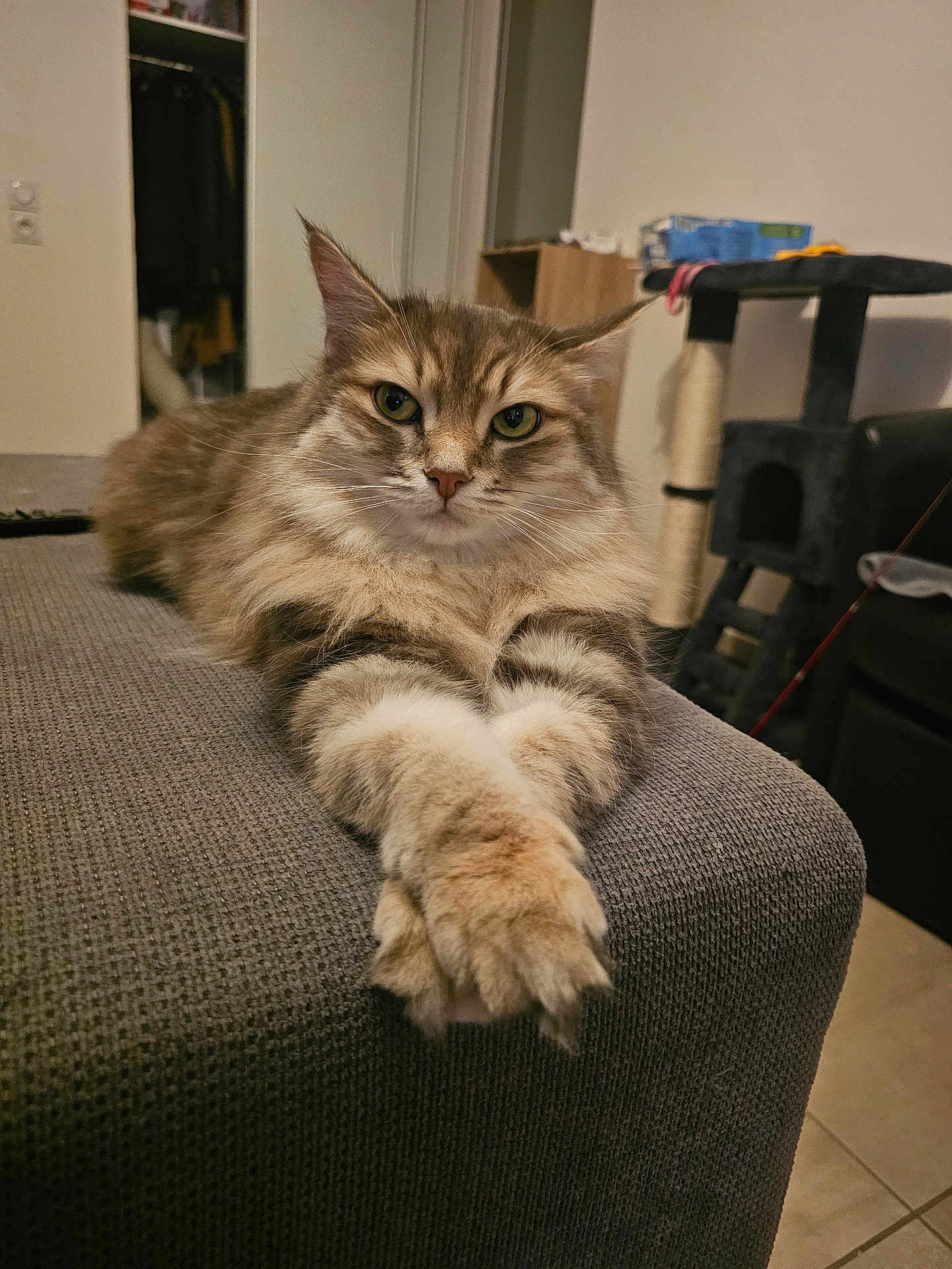 Choupie participe au concours pour gagner de l'argent avec cette photo : cat, fluffy, indoor, furniture, relaxed, paws, gray, texture, looking, pet, animal, home, cozy, mammal, whiskers, ears, eyes, resting, household, feline