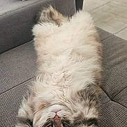 Choupie participe au concours pour gagner de l'argent avec cette photo : cat, fluffy, gray_couch, indoor, relaxed, stretching, pet, feline, upside_down, paws, fur, home, cozy, chair, handbag, floor, cute, animal, resting, portrait