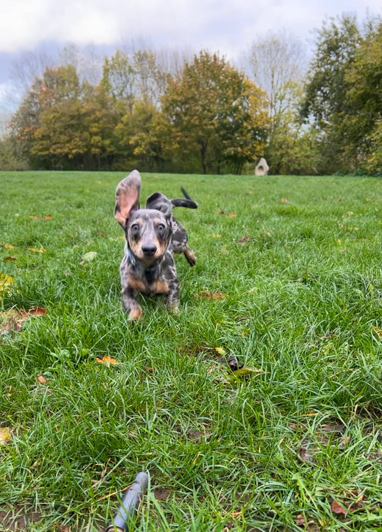 Johnny joined the competition — help win amazing prizes! carnivore, cloud, companion_dog, dog, dog_breed, grass, grassland, groundcover, lawn, meadow, pasture, people_in_nature, plant, prairie, running, shrub, sky, snout, tail, tree