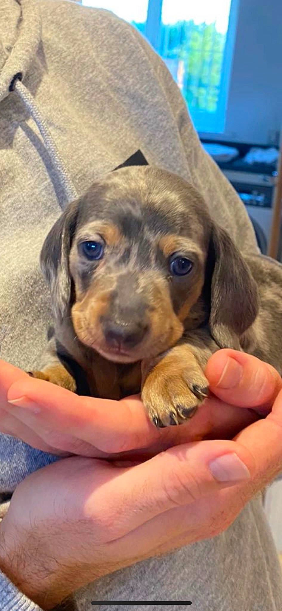 Johnny is registered to the contest to win money with this photo: carnivore, chair, companion_dog, dog, dog_breed, fawn, fur, gun_dog, hound, hunting_dog, liver, nail, snout, sporting_group, thumb, whiskers, working_animal