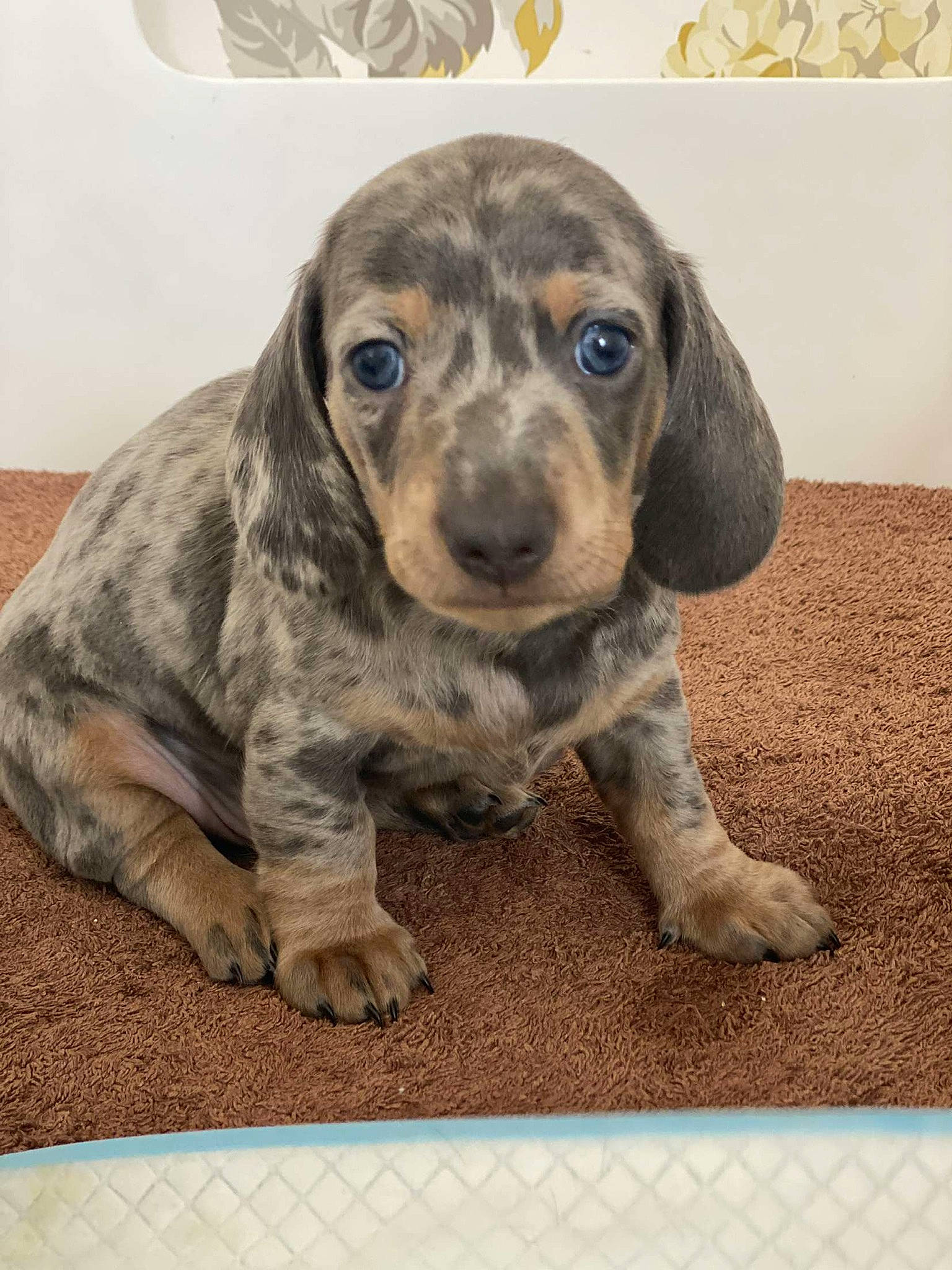 Johnny is registered to the contest to win money with this photo: canidae, carnivore, companion_dog, dog, dog_breed, fawn, fur, gun_dog, hound, hunting_dog, liver, metal, non_sporting_group, pet_supply, rectangle, snout, sporting_group, terrestrial_animal, whiskers, working_animal