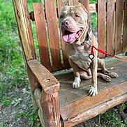 Thor joined the competition — help win amazing prizes! dog, bench, wood, leash, outdoor, greenery, happy, tongue_out, pet, animal, nature, sitting, wooden_bench, collar, canine, daylight, park, playful, smiling, fur