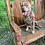dog, bench, wood, leash, outdoor, greenery, happy, tongue_out, pet, animal, nature, sitting, wooden_bench, collar, canine, daylight, park, playful, smiling, fur