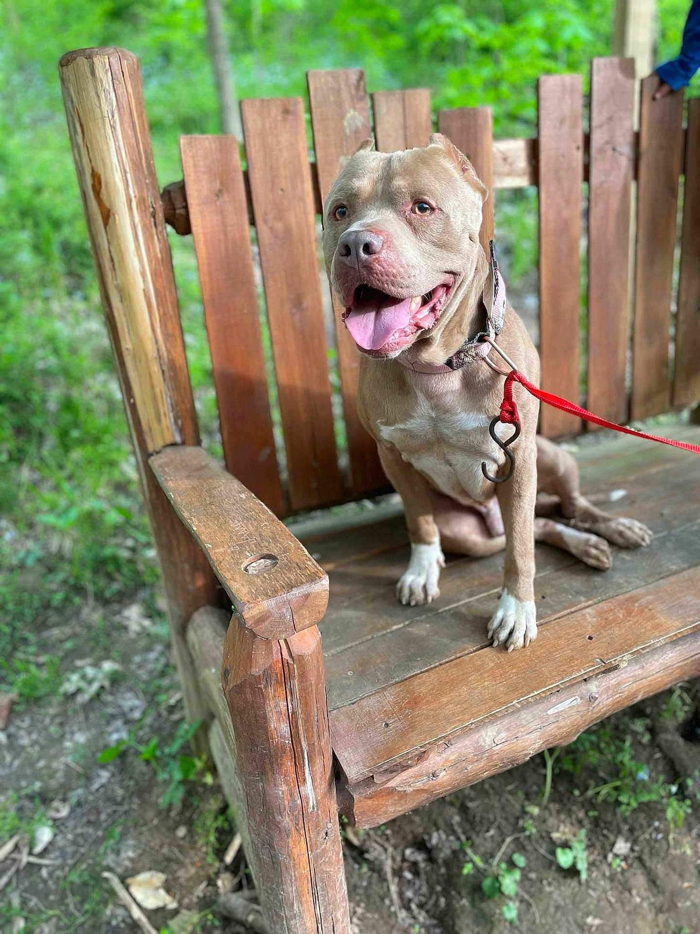 Thor joined the competition — help win amazing prizes! dog, bench, wood, leash, outdoor, greenery, happy, tongue_out, pet, animal, nature, sitting, wooden_bench, collar, canine, daylight, park, playful, smiling, fur