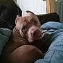 dog, indoor, couch, blanket, pet, canine, resting, brown_dog, looking_back, furniture, door, home, cozy, animal, portrait, companion, domestic, relaxed, household, snuggle