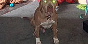 Thor joined the competition — help win amazing prizes! animal, bags, brown_dog, carpet, clothing, cluttered_background, dog, domestic, doorway, floor, glowing_eyes, household, indoor, messy, onions, pet, plastic_bag, room, sitting, white_paws