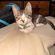Mochi is registered to the contest to win money with this photo: cat, kitten, tabby, white_fur, green_collar, bell, sleepy, closed_eyes, lying_down, blanket, bed, bedroom, wooden_dresser, indoor, pet, animal, whiskers, ears, cozy, portrait