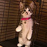 Mochi is registered to the contest to win money with this photo: kitten, cat, animal, pet, standing, upright, white_fur, tabby, pink_collar, bell, cage, cage_bars, whiskers, ears, paws, wide_eyes, portrait, indoor, close_up, adorable