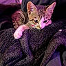 Mochi is registered to the contest to win money with this photo: kitten, cat, tabby, pet, animal, feline, fur, whiskers, ears, eyes, paw, sleeping, lying_down, blanket, soft, cozy, indoor, portrait, purple_lighting, closeup