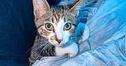 Mochi joined the competition — help win amazing prizes! cat, kitten, tabby, pet, animal, feline, portrait, close_up, whiskers, ears, eyes, striped_fur, white_chest, sitting, blanket, bedding, indoors, cuddly, curious, photography