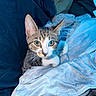 cat, kitten, tabby, pet, animal, feline, portrait, close_up, whiskers, ears, eyes, striped_fur, white_chest, sitting, blanket, bedding, indoors, cuddly, curious, photography