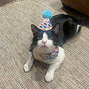 Sushi joined the competition — help win amazing prizes! cat, black_and_white, birthday_hat, bandana, pet, animal, indoor, carpet, curious, cute, feline, whiskers, ears, tail, lying_down, looking_up, celebration, colorful, domestic_cat, floor