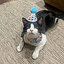 cat, black_and_white, birthday_hat, bandana, pet, animal, indoor, carpet, curious, cute, feline, whiskers, ears, tail, lying_down, looking_up, celebration, colorful, domestic_cat, floor
